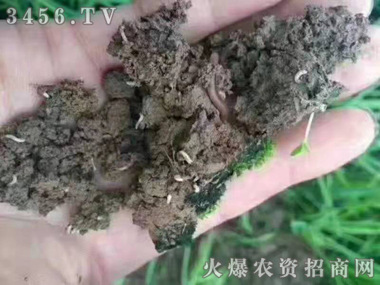 黑头蛆、韭蛆、蒜蛆爆发,学会这一招轻松应对! 黑头蛆、韭蛆、蒜蛆爆发,学会这一招轻松应对!