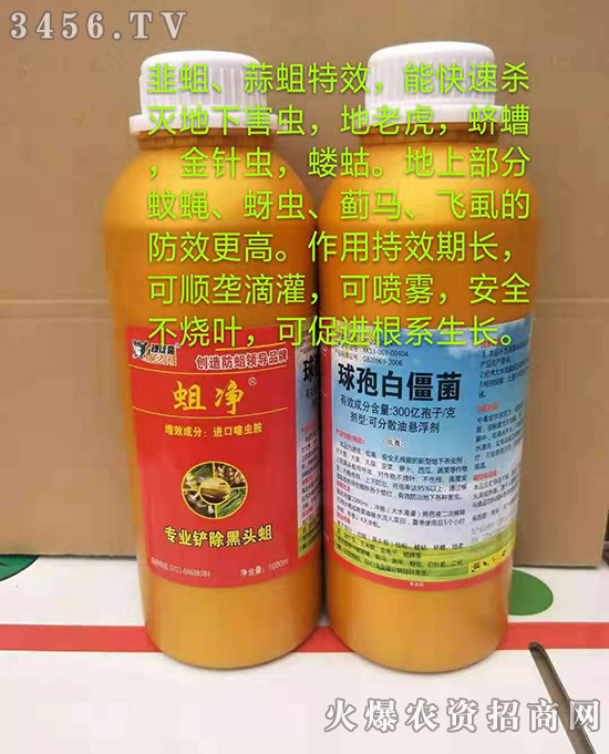 黑头蛆、韭蛆、蒜蛆爆发,学会这一招轻松应对! 黑头蛆、韭蛆、蒜蛆爆发,学会这一招轻松应对!