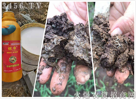 韭蛆、蒜蛆地下害虫爆发,学会这一招轻松应对! 韭蛆、蒜蛆地下害虫爆发,学会这一招轻松应对!